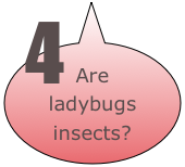 Are ladybugs insects?