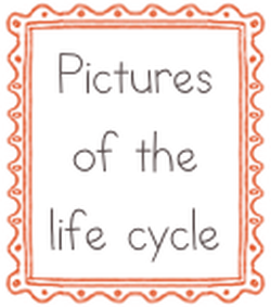 Ladybug life cycle