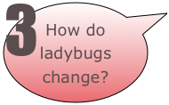 How do ladybugs change?