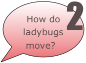 How do ladybugs move?
